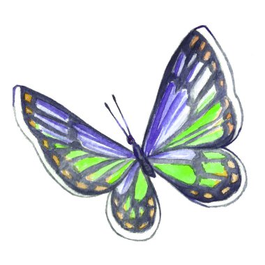 Bir kelebeğin beyaz zemin üzerine suluboya resim.