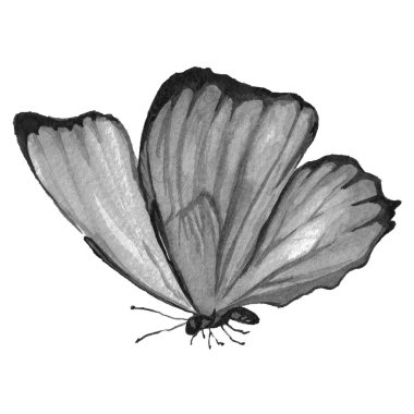 Kelebek siyah ve beyaz