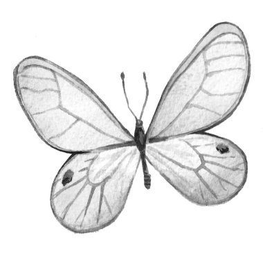 Kelebek siyah ve beyaz