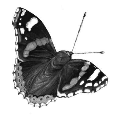 Kelebek siyah ve beyaz