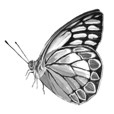 Kelebek siyah ve beyaz