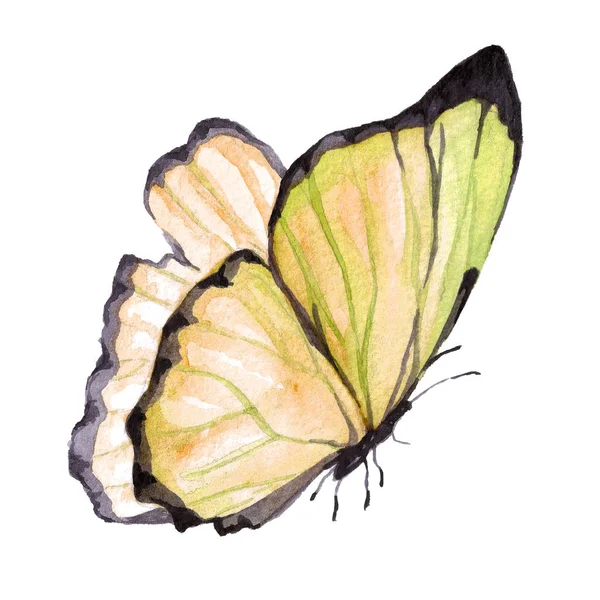 Imagen en acuarela de una mariposa sobre un fondo blanco . — Foto de Stock