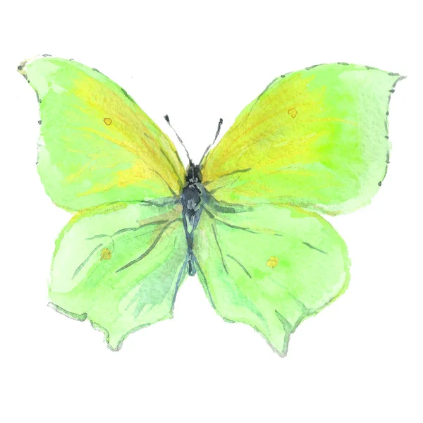 Imagen en acuarela de una mariposa sobre un fondo blanco . — Foto de Stock
