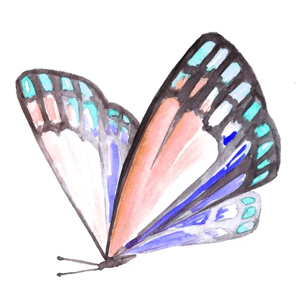 Image aquarelle d'un papillon sur fond blanc . — Photo