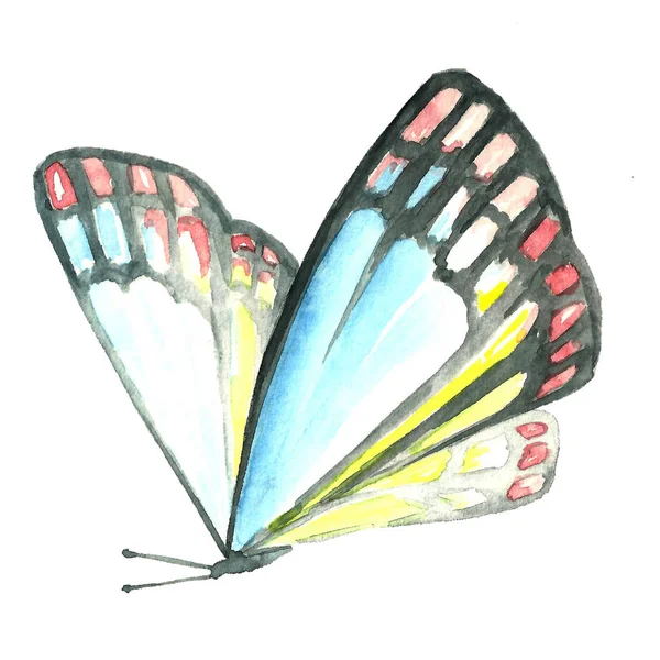 Image aquarelle d'un papillon sur fond blanc . — Photo