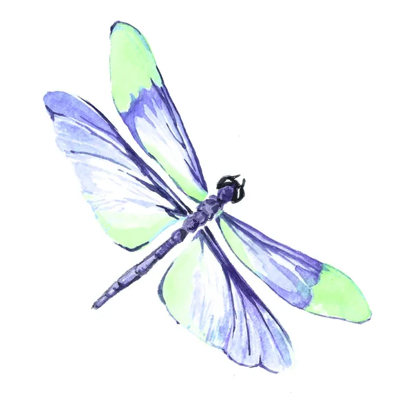 Aquarellbild einer Libelle auf weißem Hintergrund. — Stockfoto