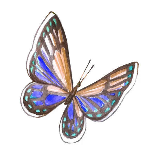 Immagine ad acquerello di una farfalla su sfondo bianco . — Foto Stock