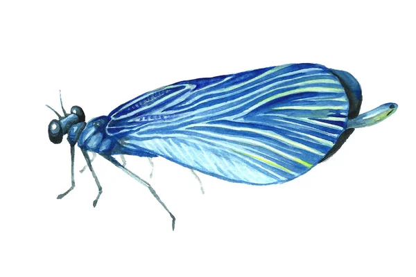 Imagem aquarela de uma libélula sentada . — Fotografia de Stock