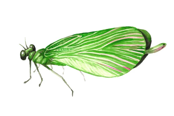 Immagine ad acquerello di una libellula seduta . — Foto Stock