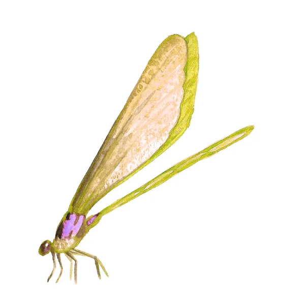 Imagen en acuarela de una libélula sentada . —  Fotos de Stock