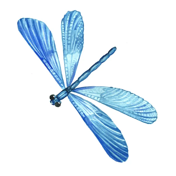 Imagen en acuarela de una libélula sobre un fondo blanco . — Foto de Stock