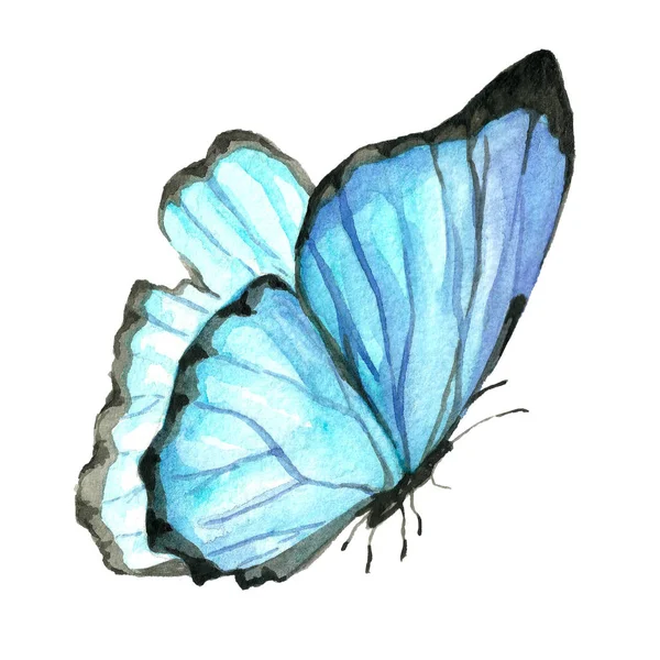 Akwarela obraz motyl na białym tle. — Zdjęcie stockowe