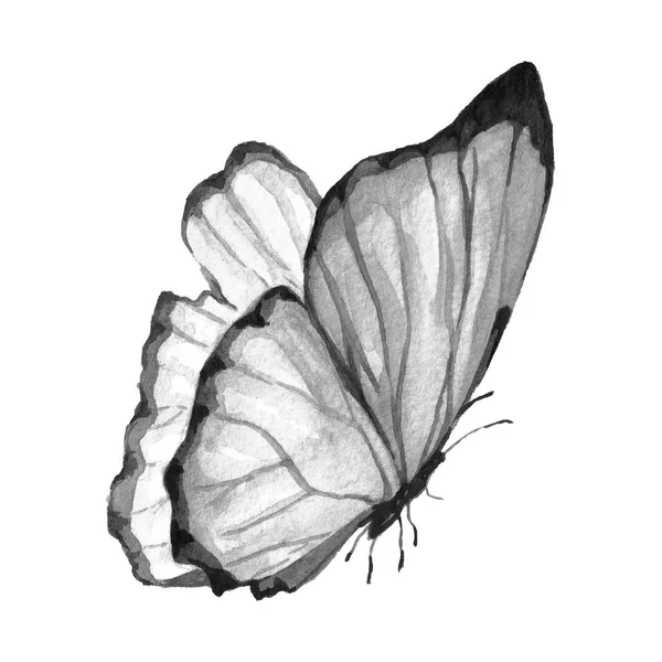 Mariposa blanco y negro —  Fotos de Stock