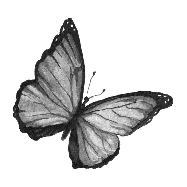 Kelebek siyah ve beyaz — Stok fotoğraf