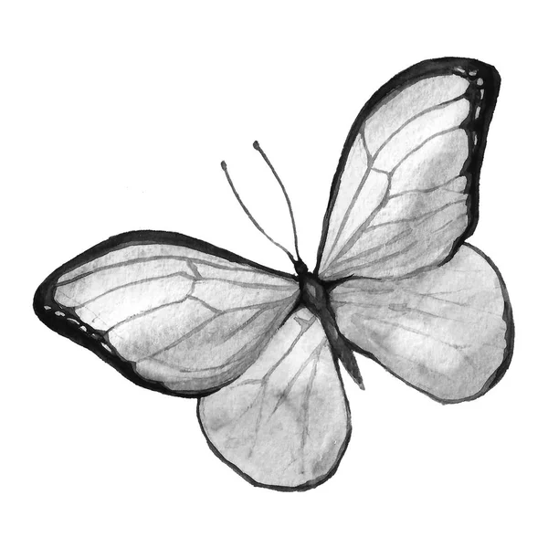 Kelebek siyah ve beyaz — Stok fotoğraf