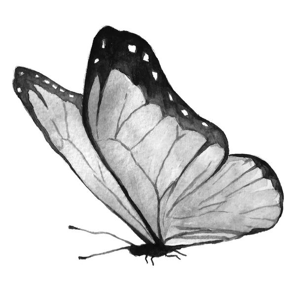 Fjäril svart och vitt — Stockfoto