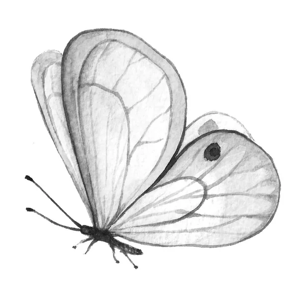 Butterfly black and white — Stock Photo, Image