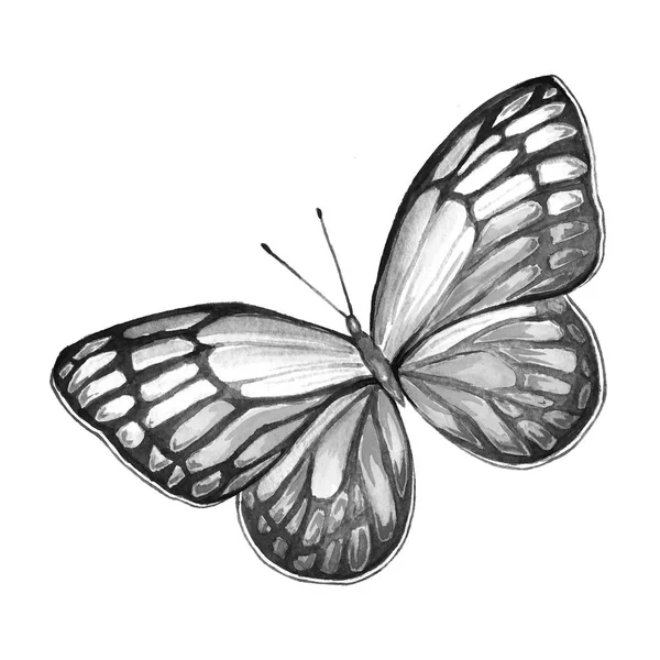 Butterfly black and white — Stock Photo, Image