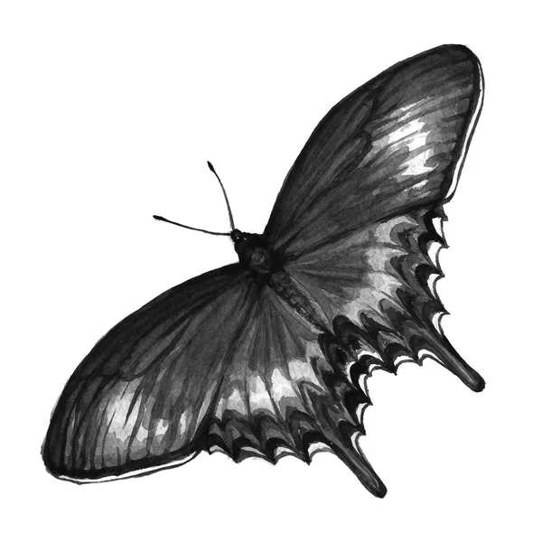 Mariposa blanco y negro — Foto de Stock