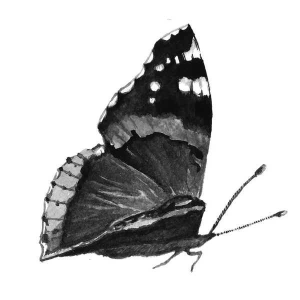 Mariposa blanco y negro — Foto de Stock