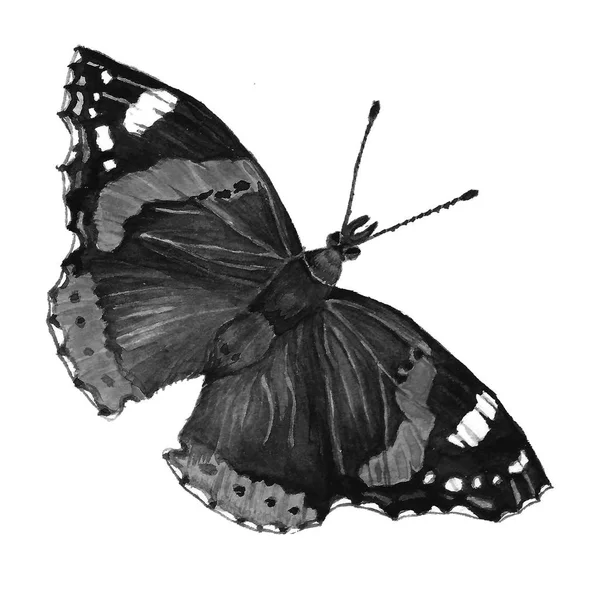 Mariposa blanco y negro —  Fotos de Stock