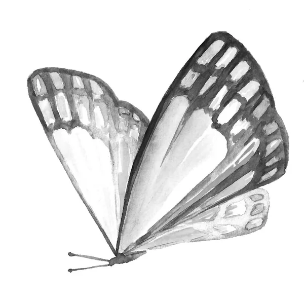 Schwarz-Weiß-Bild eines Schmetterlings auf weißem Hintergrund. — Stockfoto