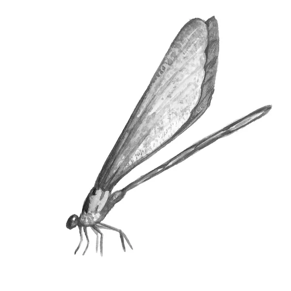 Imagen en blanco y negro de una libélula sobre un fondo blanco . — Foto de Stock