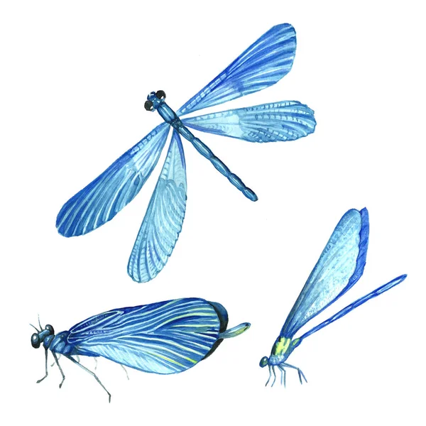 Uma coleção de aquarelas voando libélulas . — Fotografia de Stock