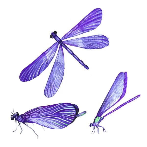Uma coleção de aquarelas voando libélulas . — Fotografia de Stock
