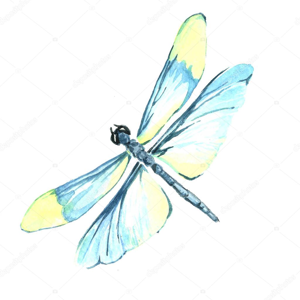 Watercolor image of a dragonfly on a white background.