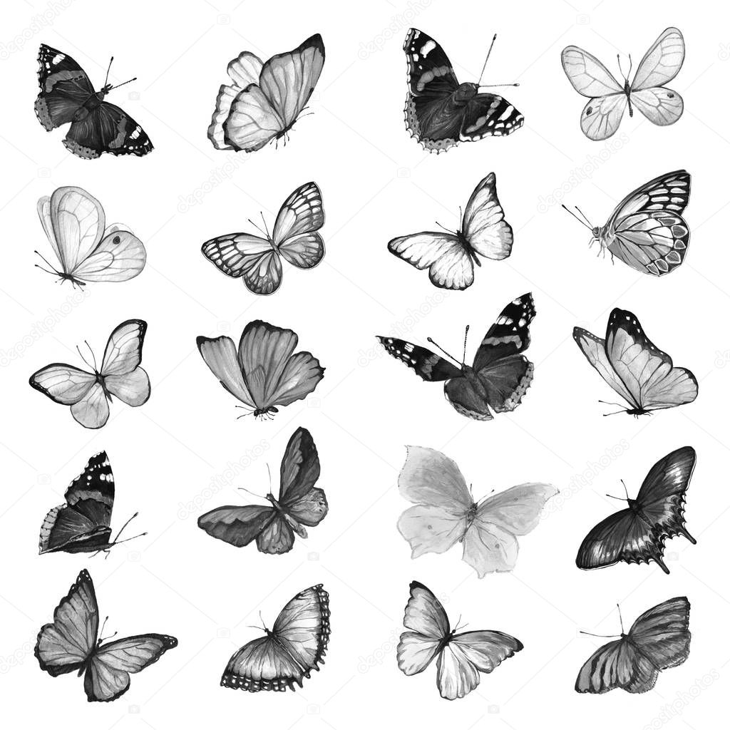 A large set of watercolor butterflies in black and white. Illust