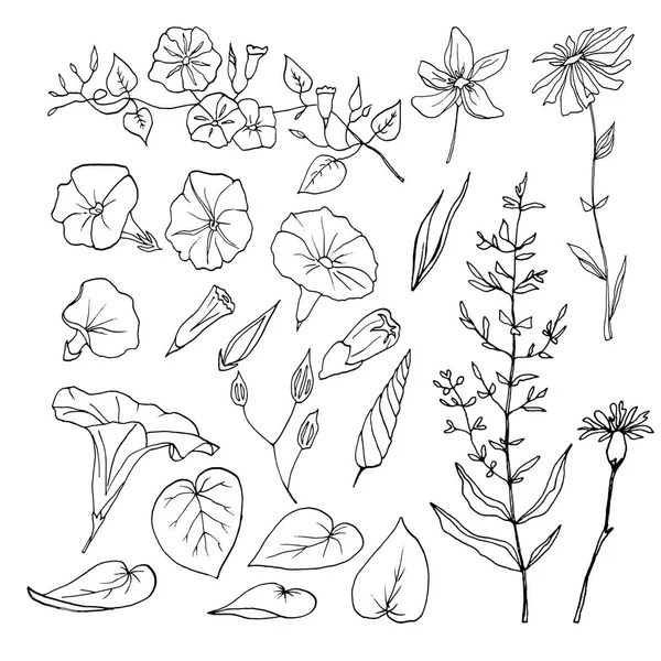 Set of contours of curly flowers and botanical plants. — Stock Photo, Image