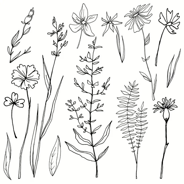 Conjunto de contornos de flores rizadas y plantas botánicas . — Foto de Stock