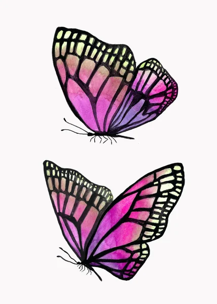 Ilustração de borboletas aquarela com um contorno preto . — Fotografia de Stock