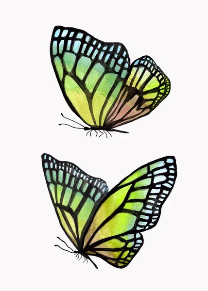 Ilustración de mariposas acuarela con un contorno negro . — Foto de Stock