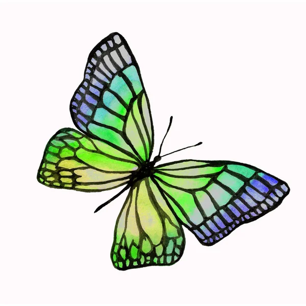 黒の縁取りの水彩蝶のイラスト. — ストック写真
