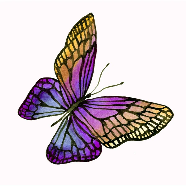 Ilustracja akwarela motyla z czarną obwódką. — Zdjęcie stockowe