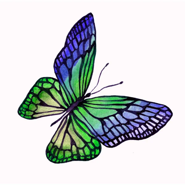 Illustration d'un papillon aquarelle avec un contour noir . — Photo