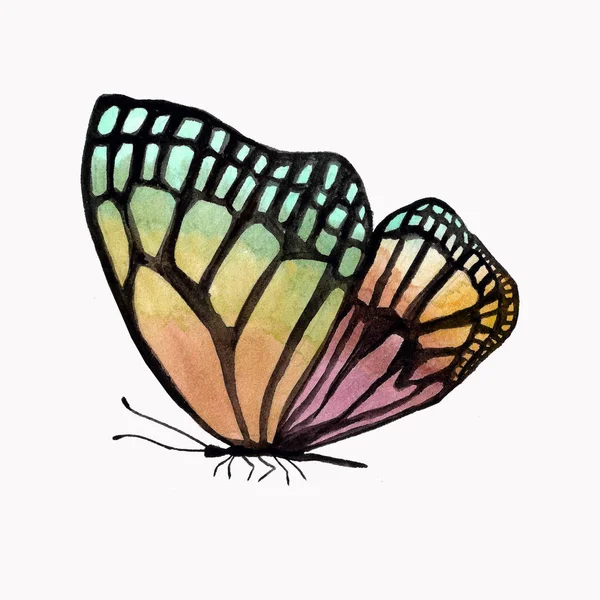 Illustration of a watercolor butterfly with a black outline. — Stock Photo, Image