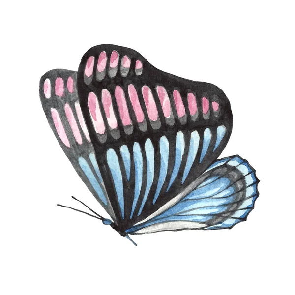 Schmetterlingsmuster Blauen Und Rosa Farben — Stockfoto
