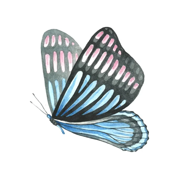 Butterfly Pattern Blue Pink Colors — 스톡 사진