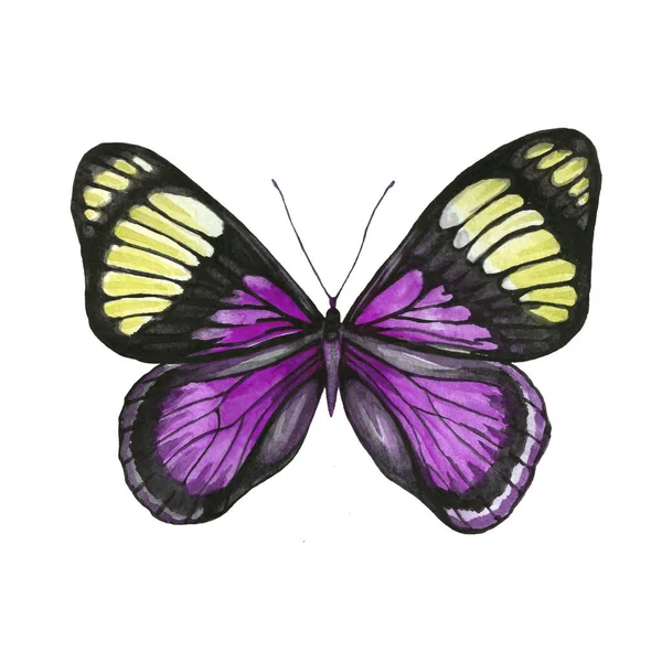 Butterfly Pattern Yellow Pink Colors — 스톡 사진