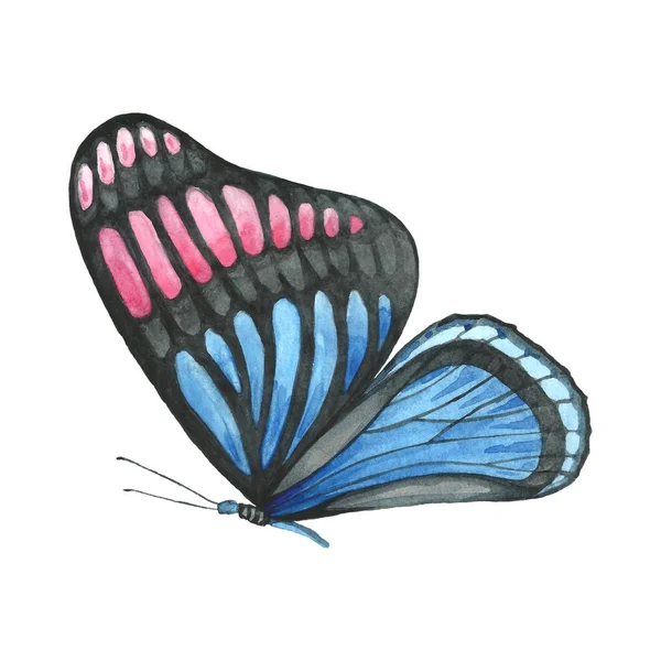 Butterfly Pattern Blue Pink Colors — 스톡 사진