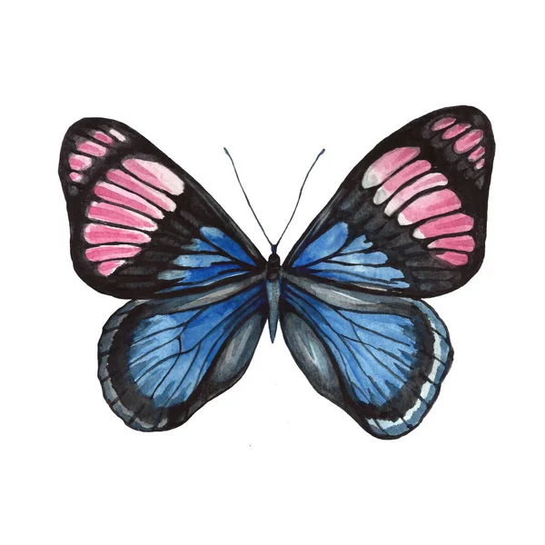 Modèle Papillon Dans Les Couleurs Bleu Rose — Photo