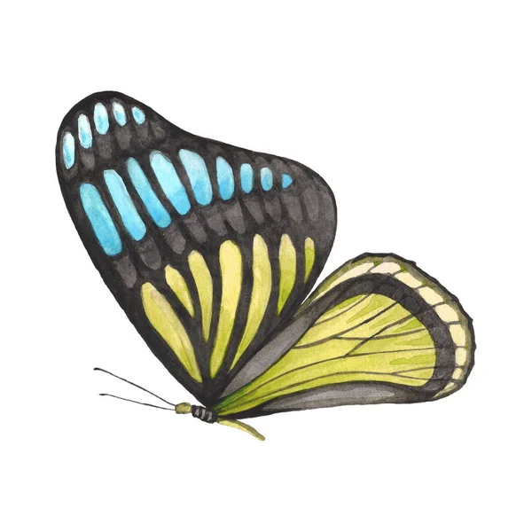 Butterfly Pattern Yellow Blue Colors — 스톡 사진