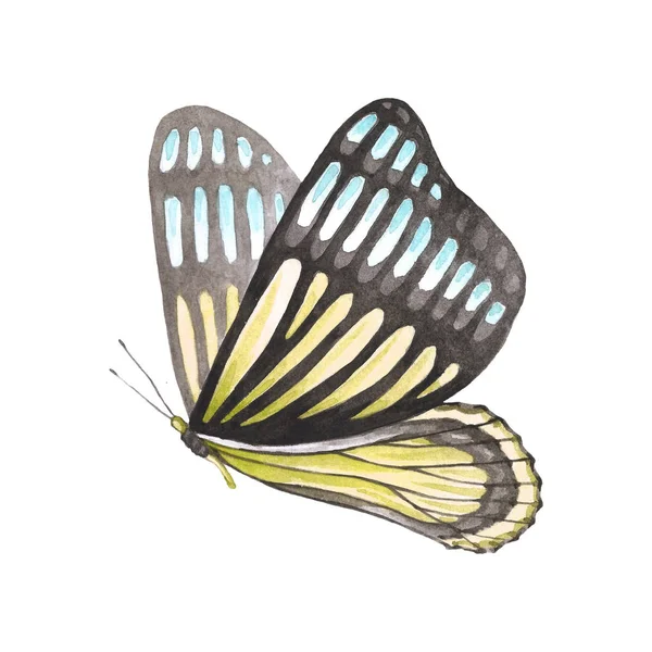 Schmetterlingsmuster Gelben Und Blauen Farben — Stockfoto