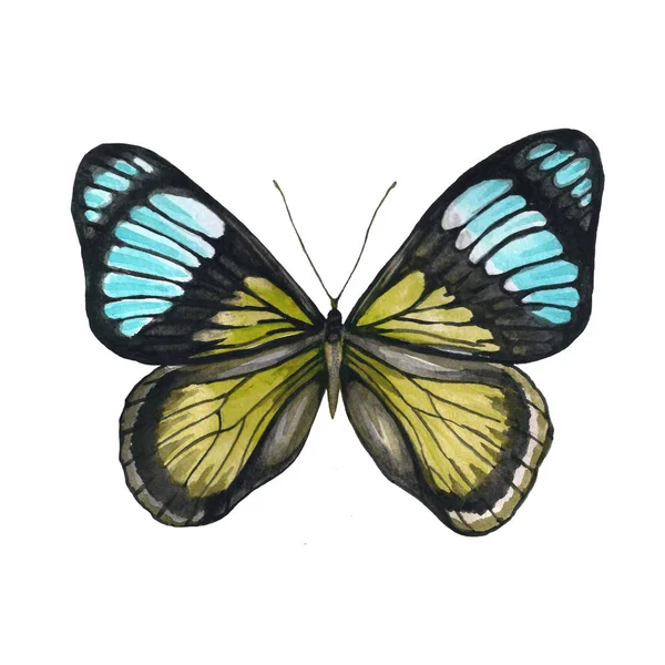Pillangó Minta Sárga Kék Színekben — Stock Fotó