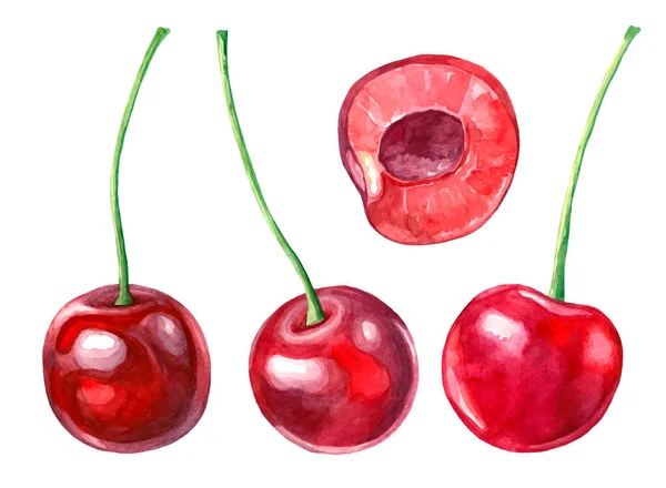 Akvarellszínű Cseresznyefélék Gyűjteménye — Stock Vector