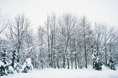 Kış manzaraları, karda ağaçlar