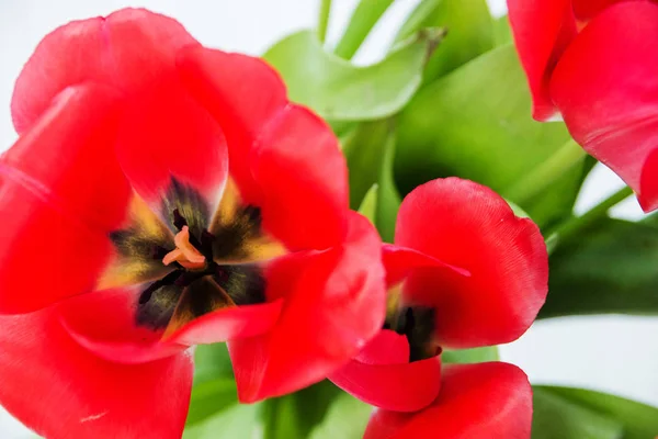 Tulipán rojo y follaje verde de cerca — Foto de Stock